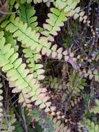 Image of Adiantum edgeworthii Hook.