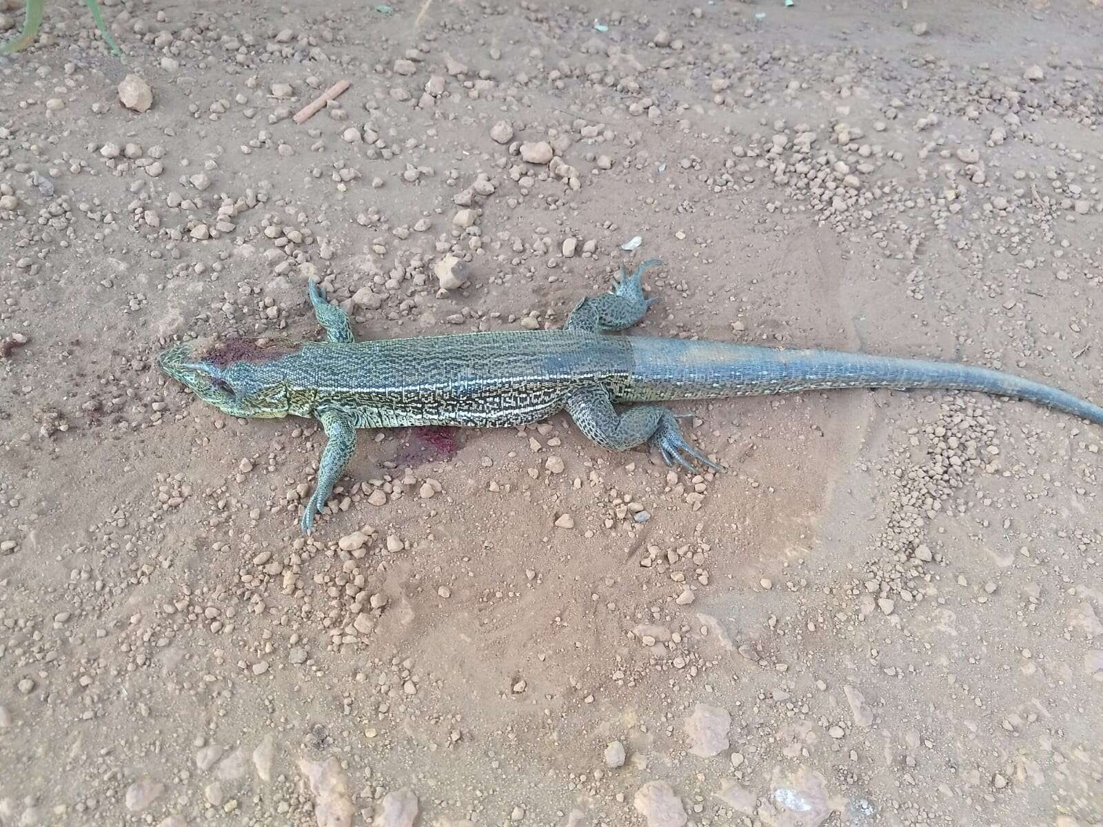 Image of Tupinambis quadrilineatus Manzani & Abe 1997