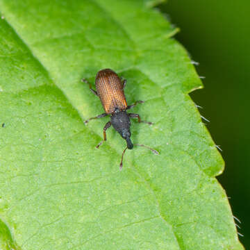 Image of Magdalis armicollis Pierce & W. D. 1918