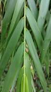 Image of Arundo formosana Hack.