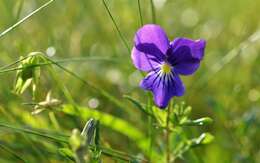 Image of <i>Viola lutea</i> var. <i>westfalica</i> A. A. H. Schulz