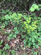 Image of Wood Spurge