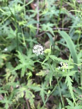 Image of Hydrocotyle geraniifolia F. Müll.