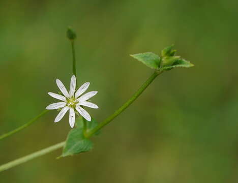 Image of Stellaria flaccida Hook.