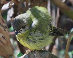 Image of Pale-yellow Robin