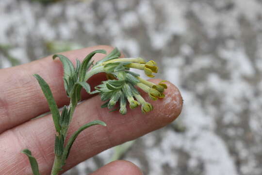 Plancia ëd Lithospermum strictum Lehm.