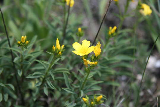 Image de Linum flavum subsp. basarabicum (Savul. & Rayss) Svetlova