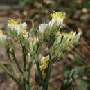 Limonium sinense (Girard) Kuntze resmi