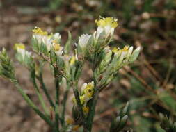 Imagem de Limonium sinense (Girard) Kuntze