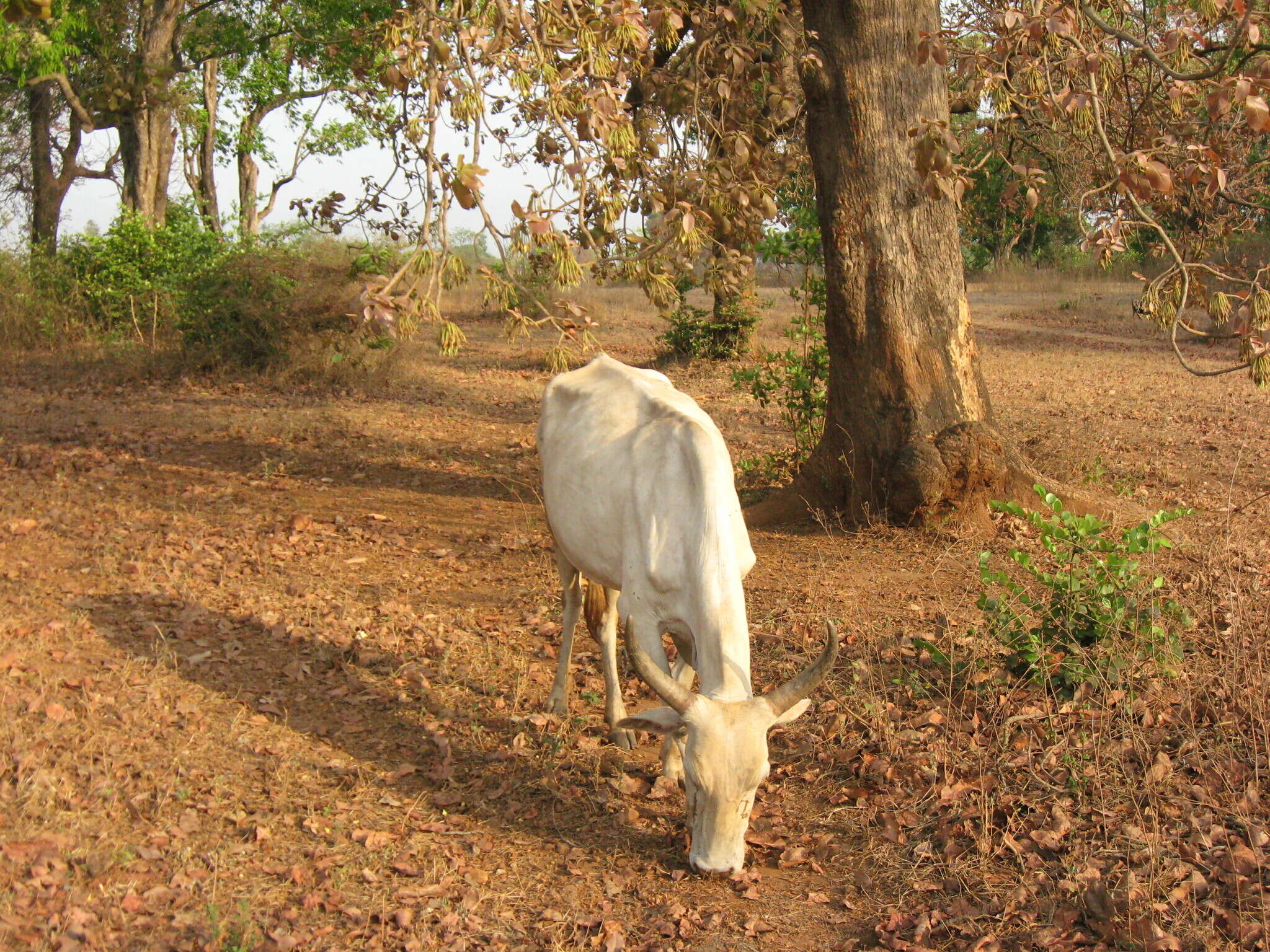 Image of moa tree