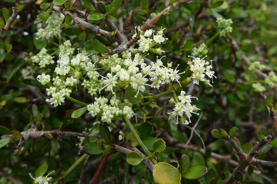 Image of Scandia geniculata (Forst. fil.) J. W. Dawson