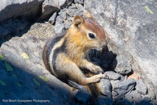 Image of Sierra Golden-mantled Ground Squirrel
