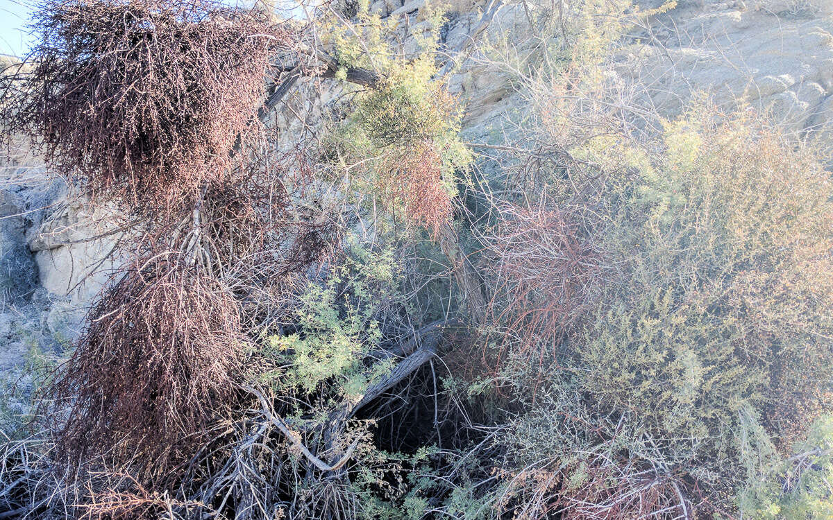 Image of mesquite mistletoe