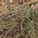 Image of Dianthus basuticus subsp. fourcadei Hooper