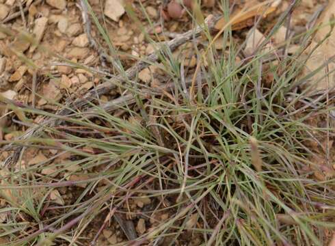 Image of Dianthus basuticus Burtt Davy