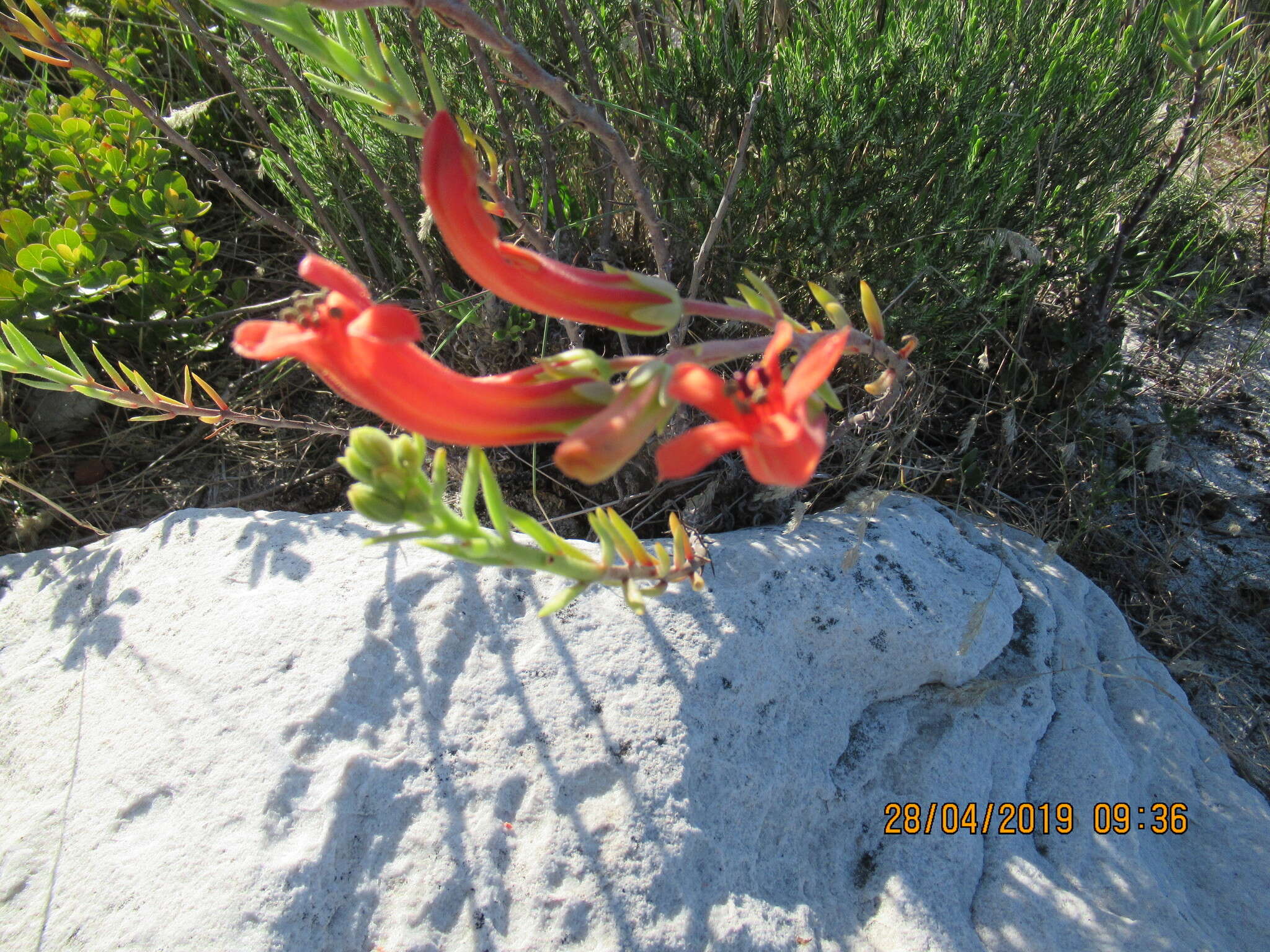 Tylecodon grandiflorus (Burm. fil.) H. Tölken resmi