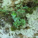 Sivun Solidago drummondii Torr. & A. Gray kuva