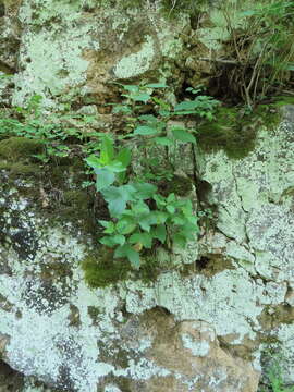 Слика од Solidago drummondii Torr. & A. Gray