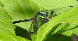 صورة Ophiogomphus anomalus Harvey 1898