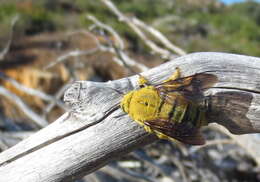 Image of Xylocopa caffra (Linnaeus 1767)