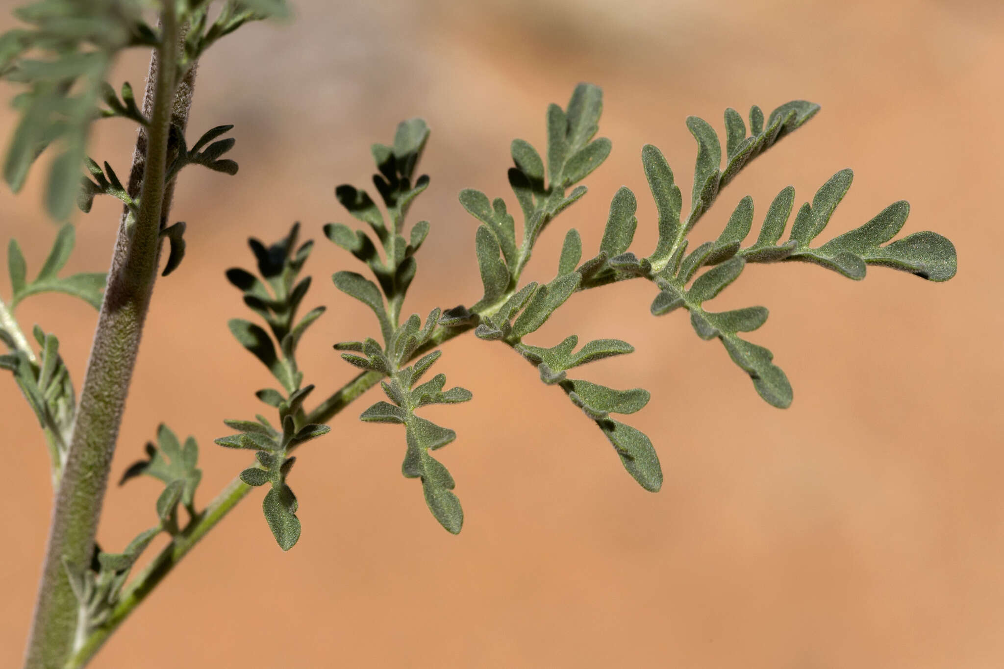 Слика од Descurainia pinnata subsp. ochroleuca (Wooton) Detling