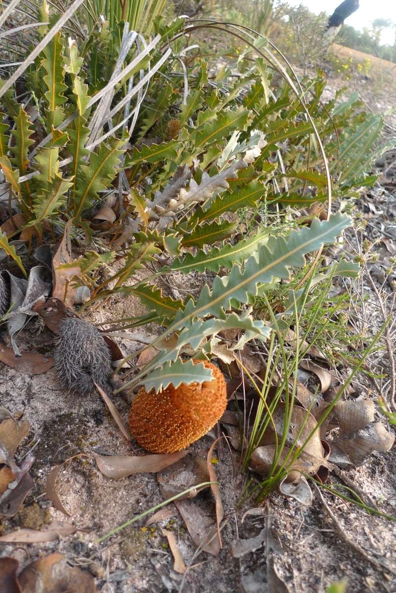 Imagem de Banksia gardneri A. S. George