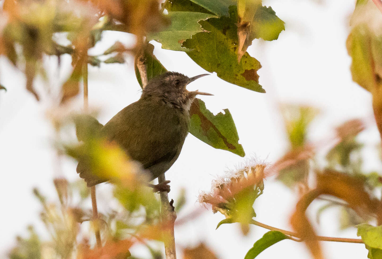 Image of Green Crombec