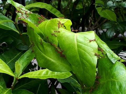 Слика од Oecophylla smaragdina (Fabricius 1775)