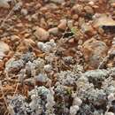 Image of Artemisia pedemontana subsp. assoana (Willk.) Rivas Mart.