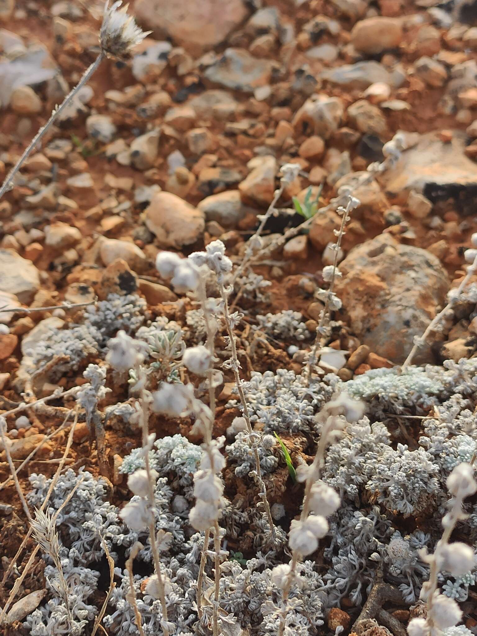 Image of Artemisia pedemontana subsp. assoana (Willk.) Rivas Mart.