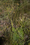 Image of Berkheya speciosa (DC.) O. Hoffm.