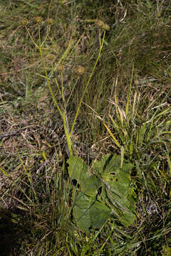 Image of Berkheya speciosa (DC.) O. Hoffm.