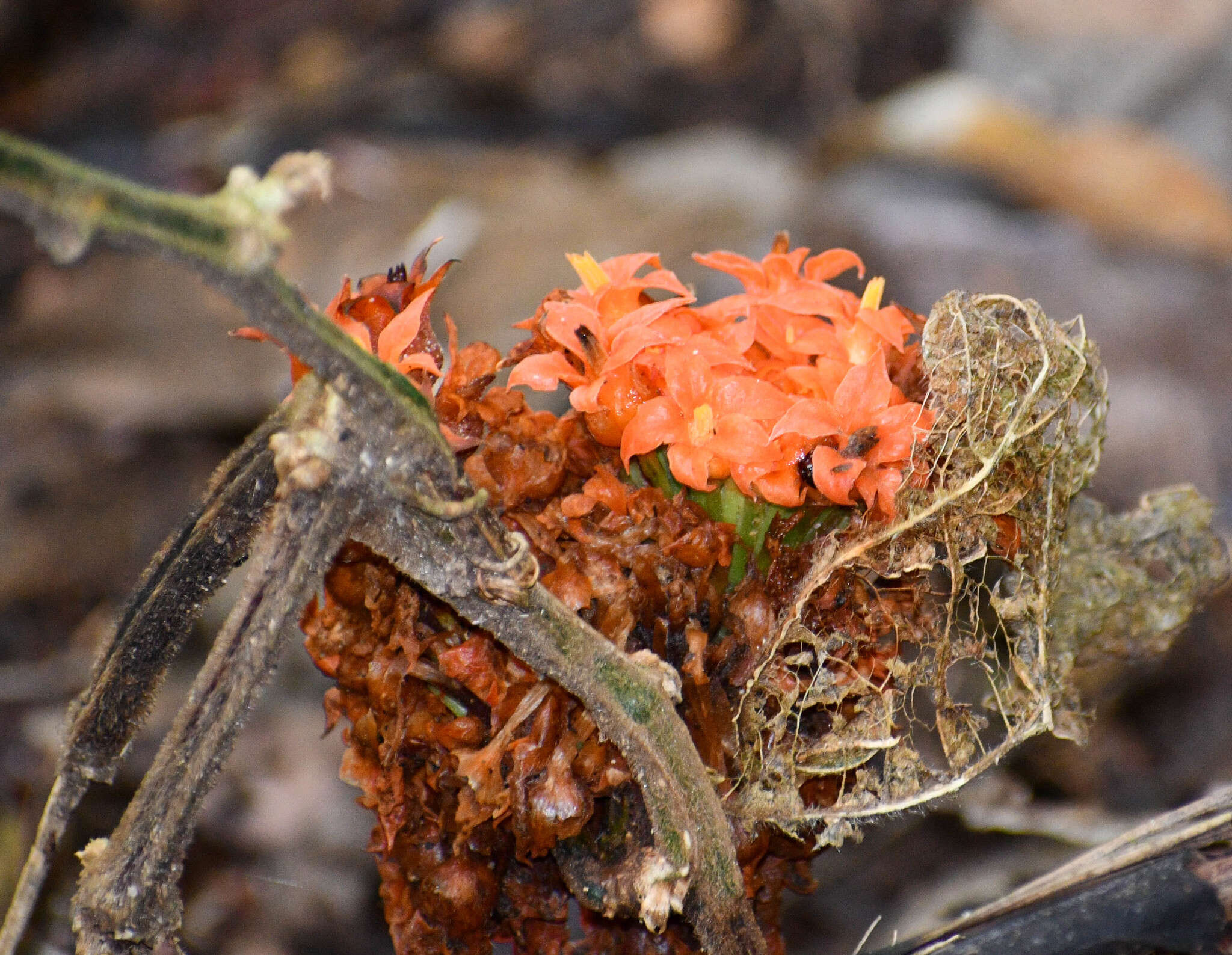 Imagem de Gurania rhizantha (Poepp. & Endl.) C. Jeffrey