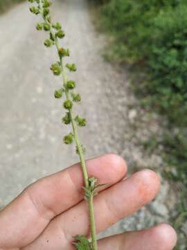 Image de Agrimonia eupatoria subsp. grandis (Andrz. ex Ascherson & Graebner) Bornm.
