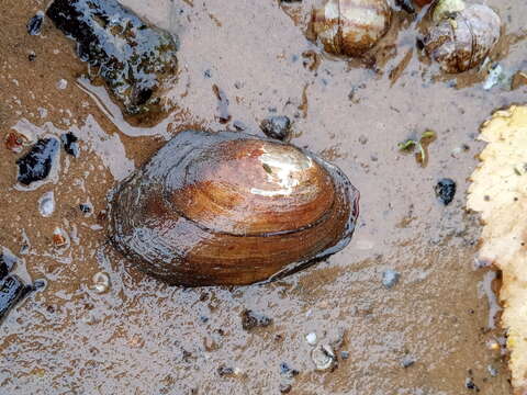 Anodonta anatina (Linnaeus 1758)的圖片