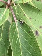 Image of Rhagoletis cornivora Bush 1966