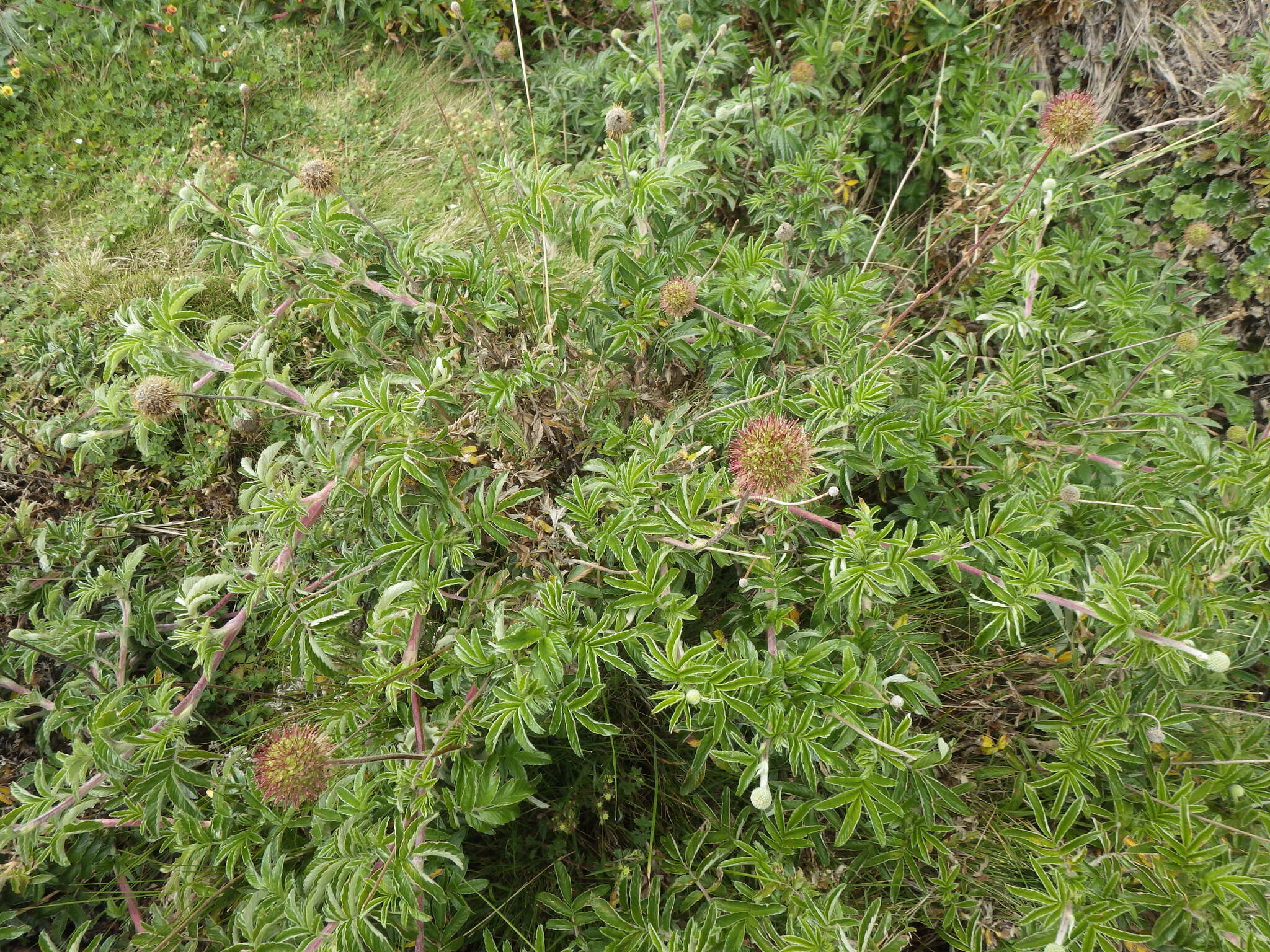 Image of Acaena elongata L.