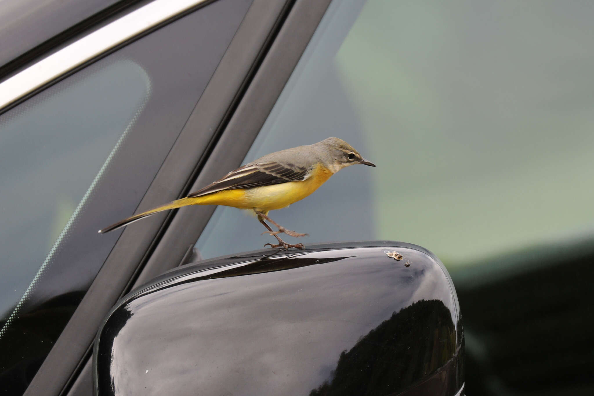 Image of Motacilla cinerea patriciae Vaurie 1957