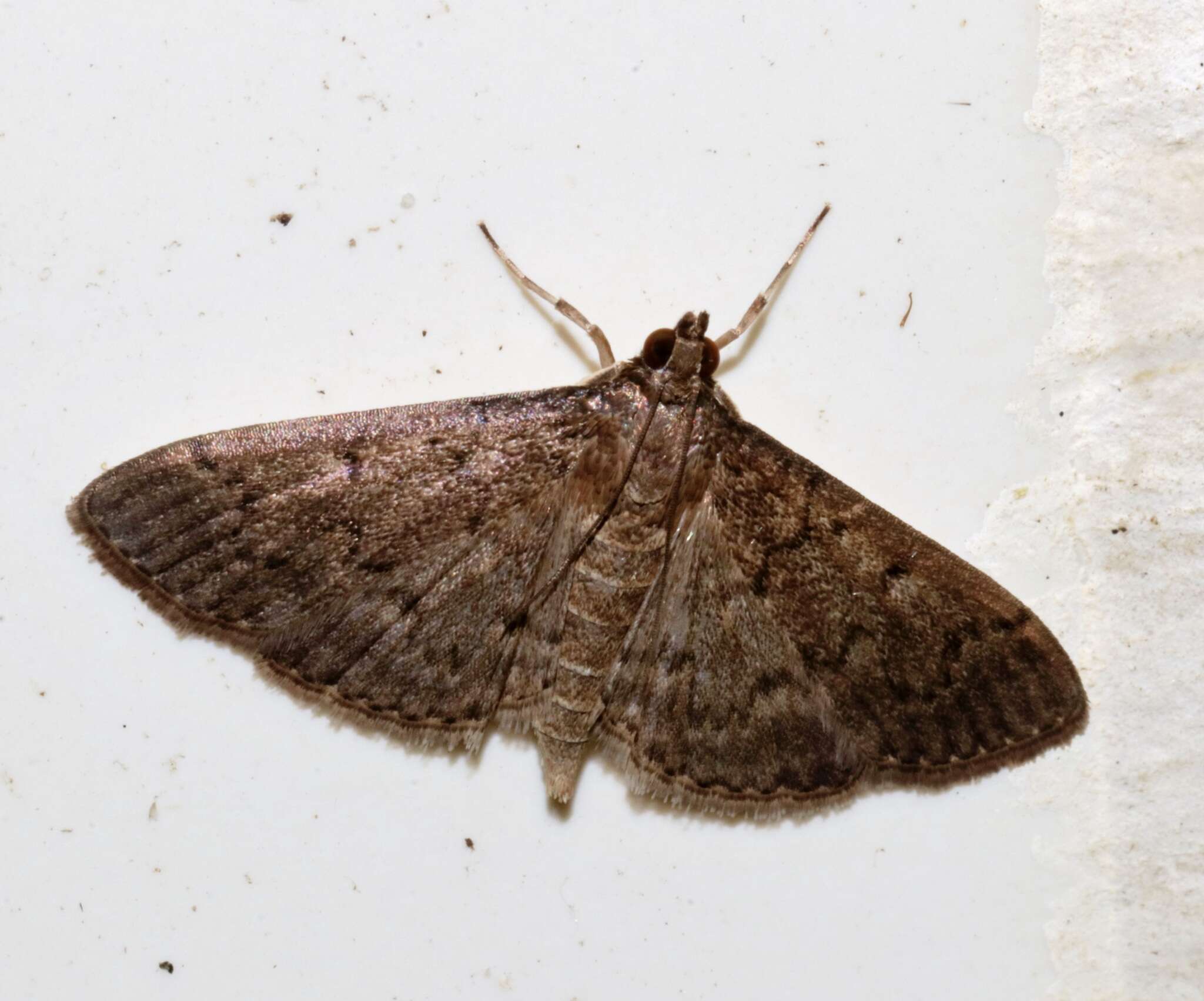 Image of Grass webworm