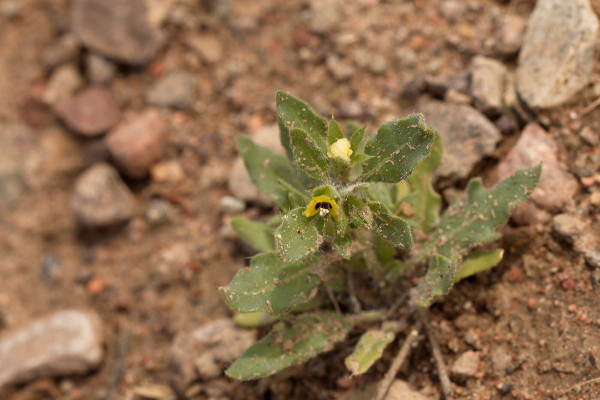 Imagem de Hyoscyamus pusillus L.