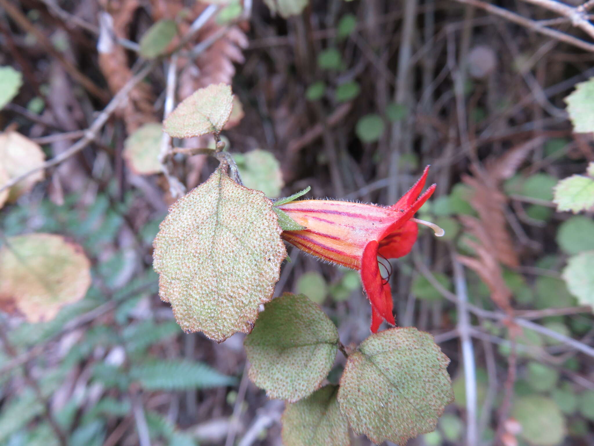 Image of Rhabdothamnus