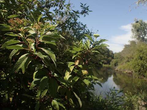 Image of redosier dogwood