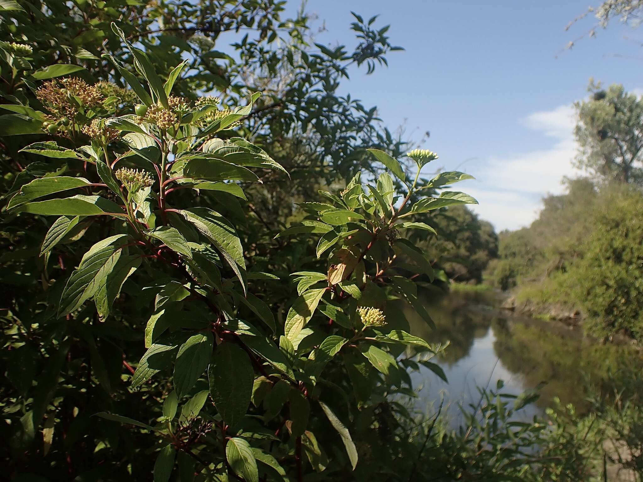 Cornus sericea subsp. sericea resmi