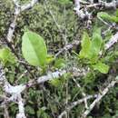 Image of Guapira floribunda (Hook. fil.) Lundell