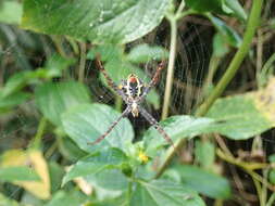 Image of Argiope aetheroides Yin, Wang, Zhang, Peng & Chen 1989