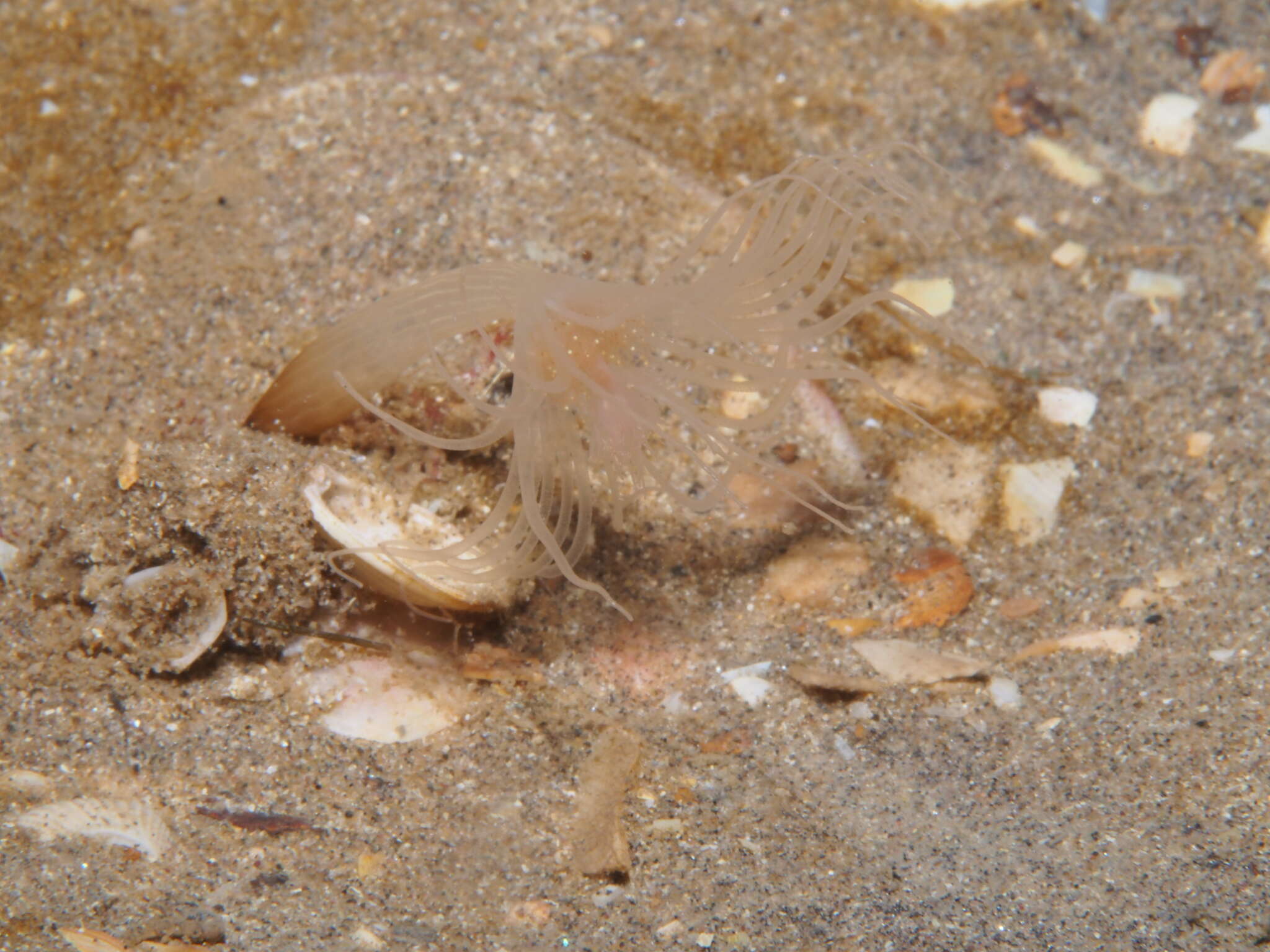 Image of nodding hydroid