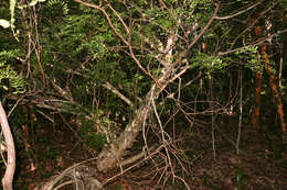 Vachellia choriophylla (Benth.) Seigler & Ebinger resmi