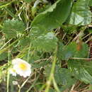 Image of Ranunculus alpestris subsp. alpestris