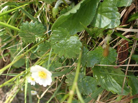 Image of Ranunculus alpestris subsp. alpestris