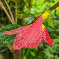 Image de Columnea nicaraguensis Oerst.